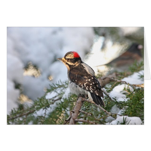 Downy Woodpecker Hälsningskort (Framsidan Horizontal)