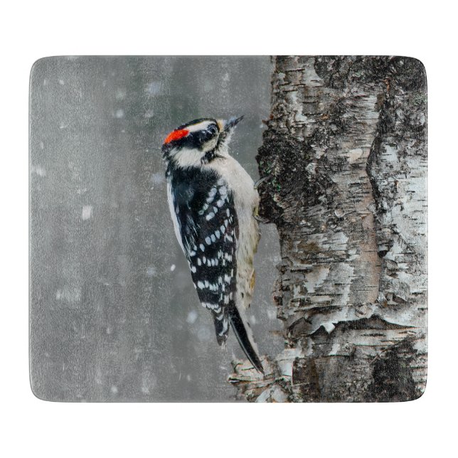 Downy Woodpecker i Snö - Originalfotografi (Framsidan)
