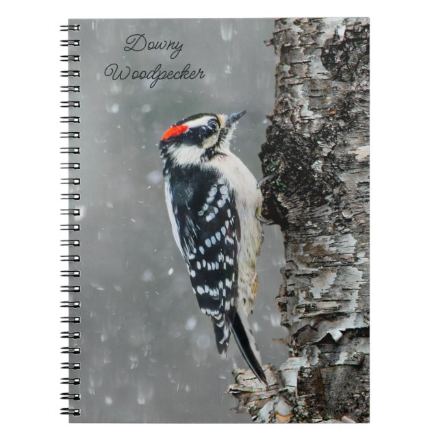 Downy Woodpecker i Snö - Originalfotografi Anteckningsbok (Framsidan)