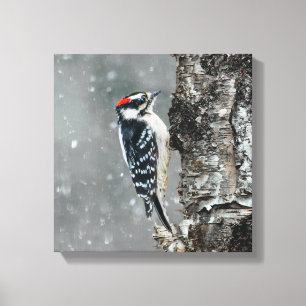 Downy Woodpecker i Snö - Originalfotografi Canvastryck