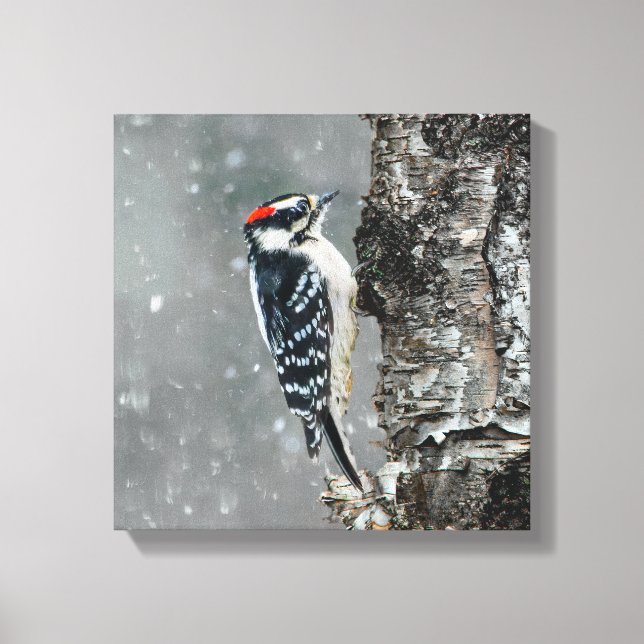 Downy Woodpecker i Snö - Originalfotografi Canvastryck (Framsida)