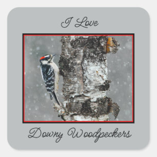 Downy Woodpecker i Snö - Originalfotografi Fyrkantigt Klistermärke
