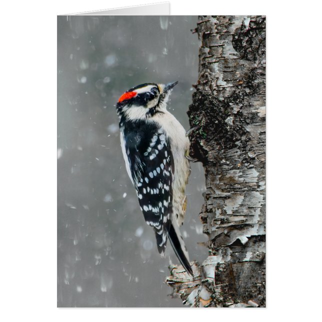 Downy Woodpecker i Snö - Originalfotografi Hälsningskort (Framsidan)