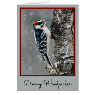 Downy Woodpecker i Snö - Originalfotografi Hälsningskort