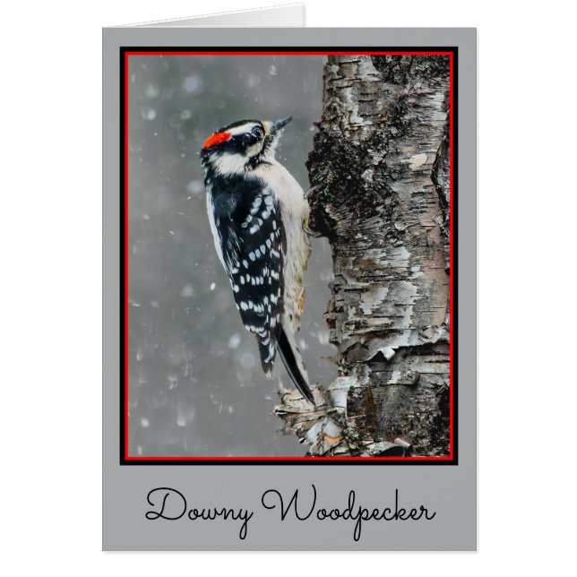 Downy Woodpecker i Snö - Originalfotografi Hälsningskort (Framsidan)