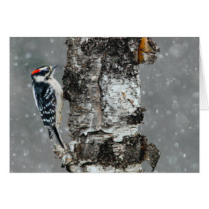 Downy Woodpecker i Snö - Originalfotografi Hälsningskort