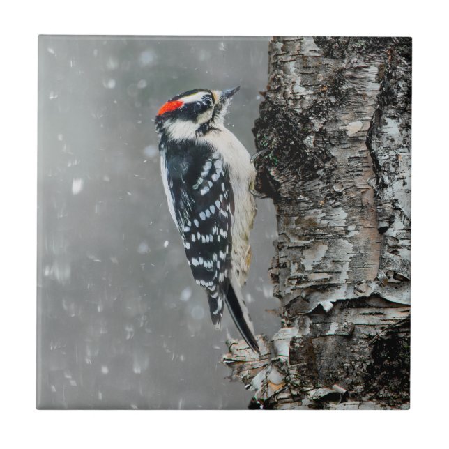 Downy Woodpecker i Snö - Originalfotografi Kakelplatta (Framsidan)