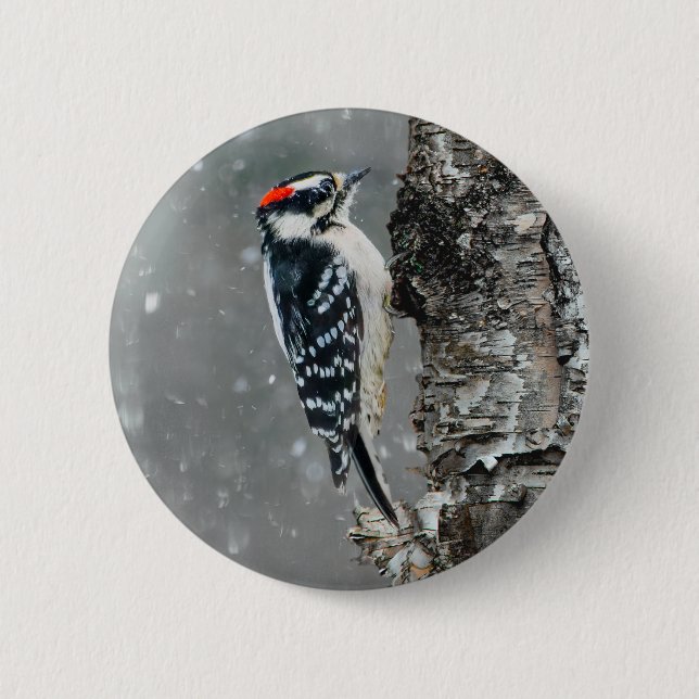 Downy Woodpecker i Snö - Originalfotografi Knapp (Framsida)