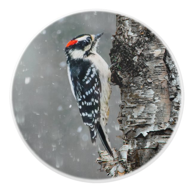 Downy Woodpecker i Snö - Originalfotografi Knopp (Framsidan)