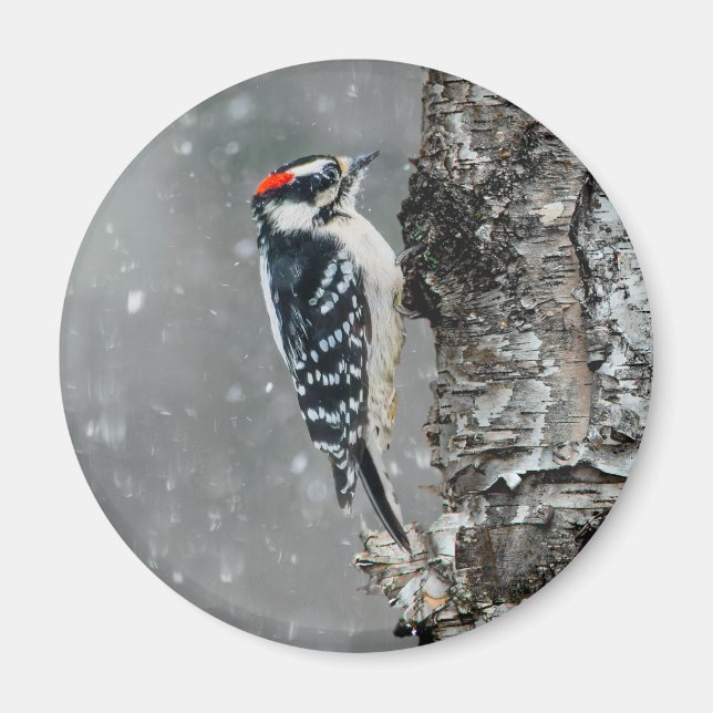 Downy Woodpecker i Snö - Originalfotografi Magnet (Framsidan)