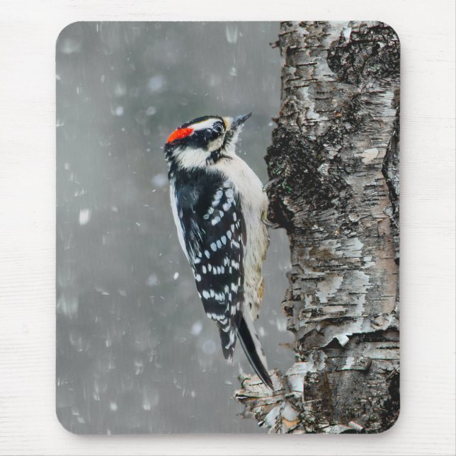 Downy Woodpecker i Snö - Originalfotografi Musmatta (Framsidan)