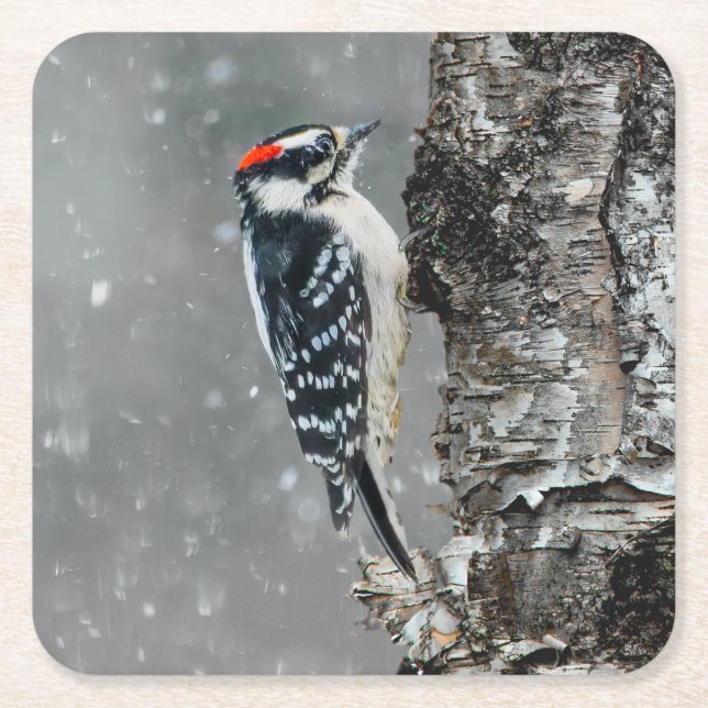 Downy Woodpecker i Snö - Originalfotografi Underlägg Papper Kvadrat (Framsidan)
