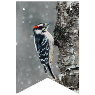 Downy Woodpecker i Snö - Originalfotografi Vimplar