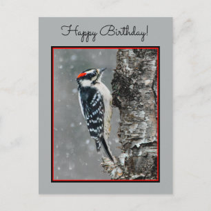 Downy Woodpecker i Snö - Originalfotografi Vykort