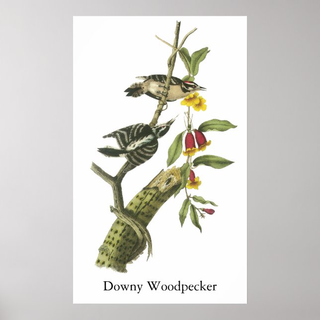Downy Woodpecker - John Audubon Poster (Framsidan)