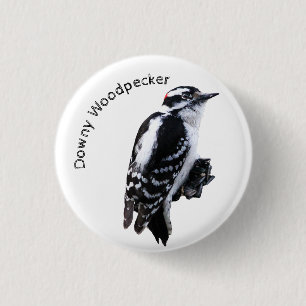 Downy Woodpecker Knapp