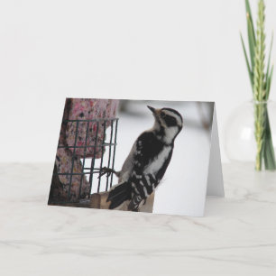Downy Woodpecker Kort