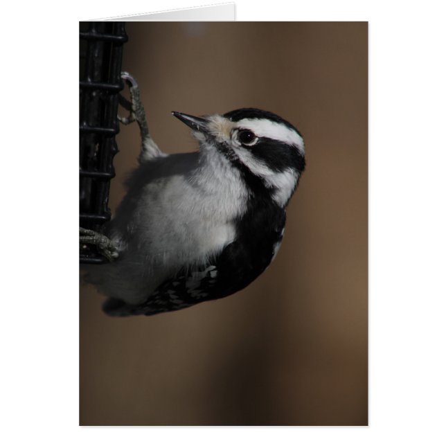 Downy Woodpecker-kort Hälsningskort (Framsidan)