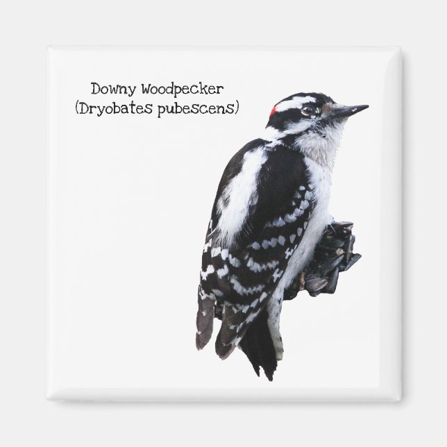 Downy Woodpecker Magnet (Framsidan)