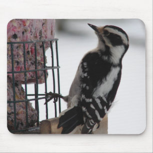 Downy Woodpecker Musmatta