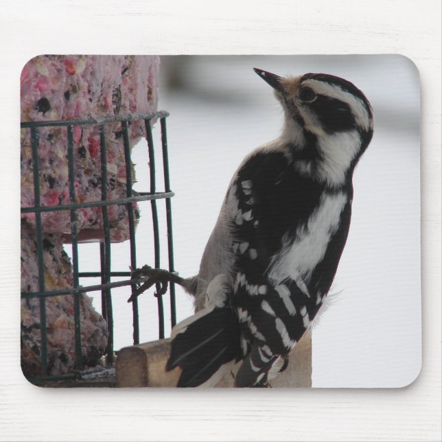 Downy Woodpecker Musmatta (Framsidan)