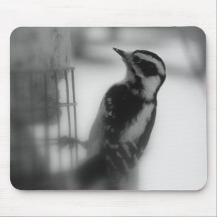 Downy Woodpecker Musmatta