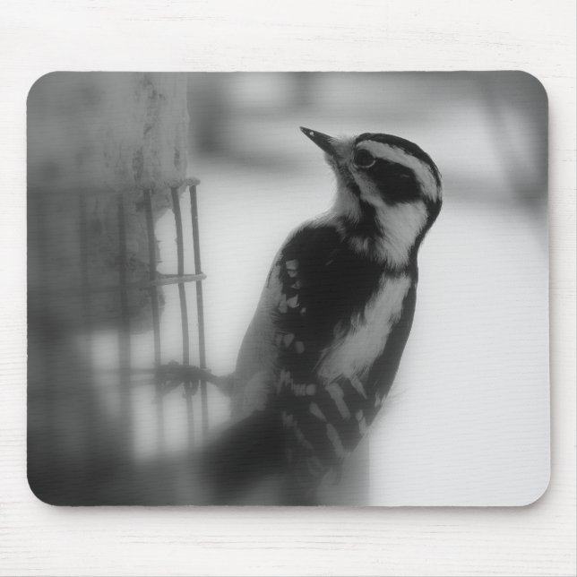 Downy Woodpecker Musmatta (Framsidan)