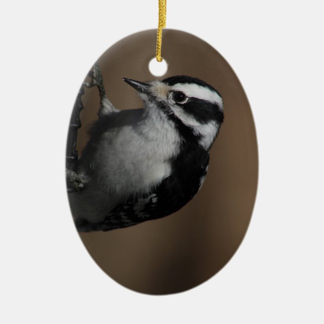 Downy Woodpecker ornament (Framsidan)
