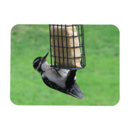 Downy Woodpecker på Feeder Magnet