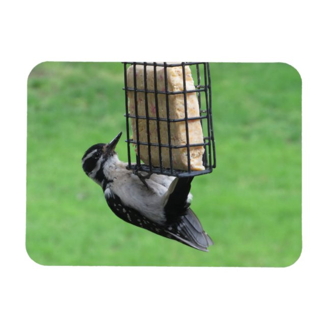 Downy Woodpecker på Feeder Magnet (Horisontell)