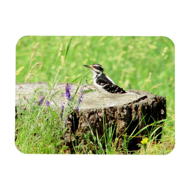 Downy Woodpecker på Träd Stump Magnet (Horisontell)