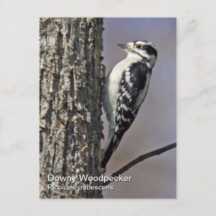 Downy Woodpecker Postcard Vykort