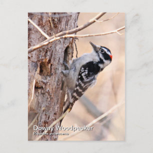 Downy Woodpecker Postcard Vykort