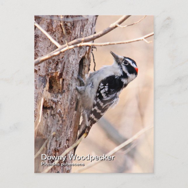 Downy Woodpecker Postcard Vykort (Framsida)