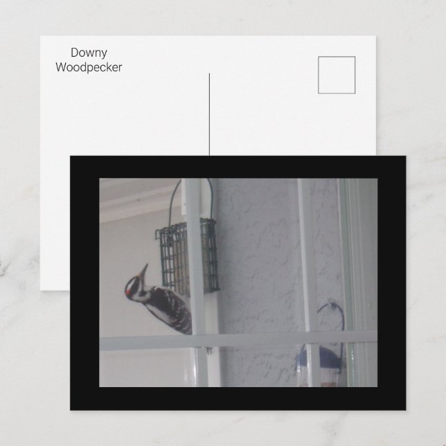 Downy Woodpecker Postcard Vykort (Fram/baksida)