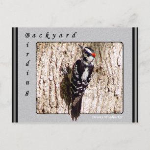 Downy Woodpecker Postcard Vykort