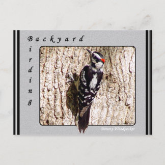 Downy Woodpecker Postcard Vykort