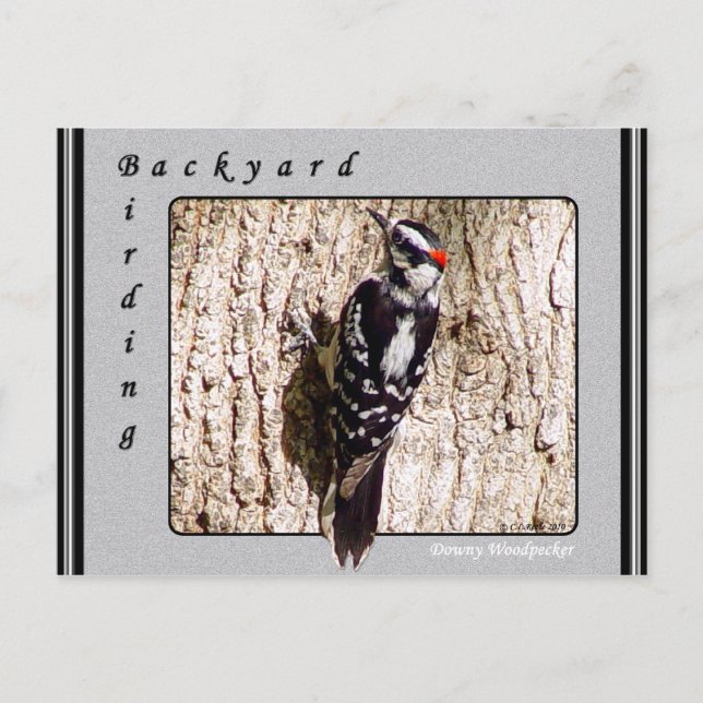 Downy Woodpecker Postcard Vykort (Framsida)