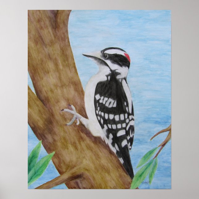 Downy Woodpecker Poster (Framsidan)