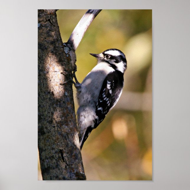 Downy Woodpecker Poster (Framsidan)