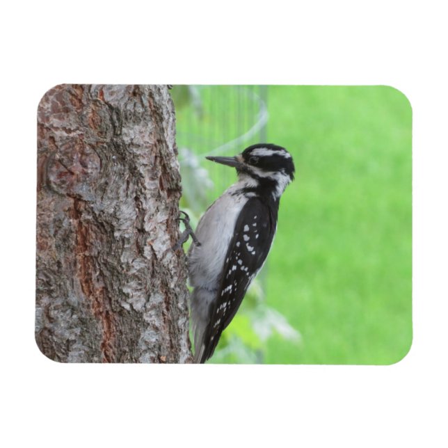 Downy Woodpecker Profile Magnet (Horisontell)