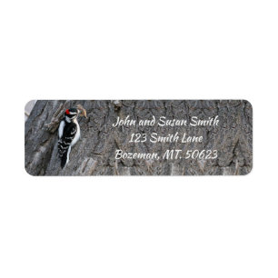 Downy Woodpecker Returadressetikett Returadress Etikett