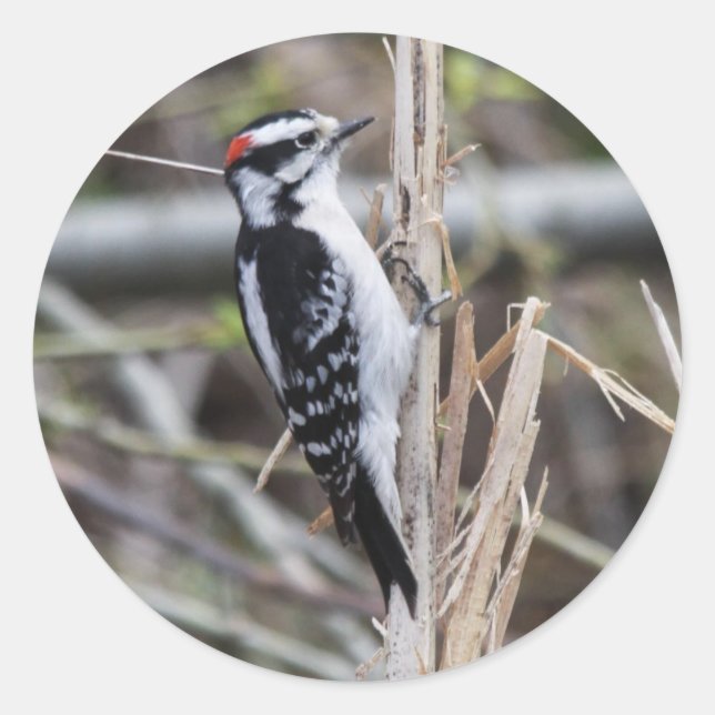 Downy Woodpecker Runt Klistermärke (Framsida)