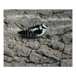 Downy Woodpecker Skriv ut Fototryck