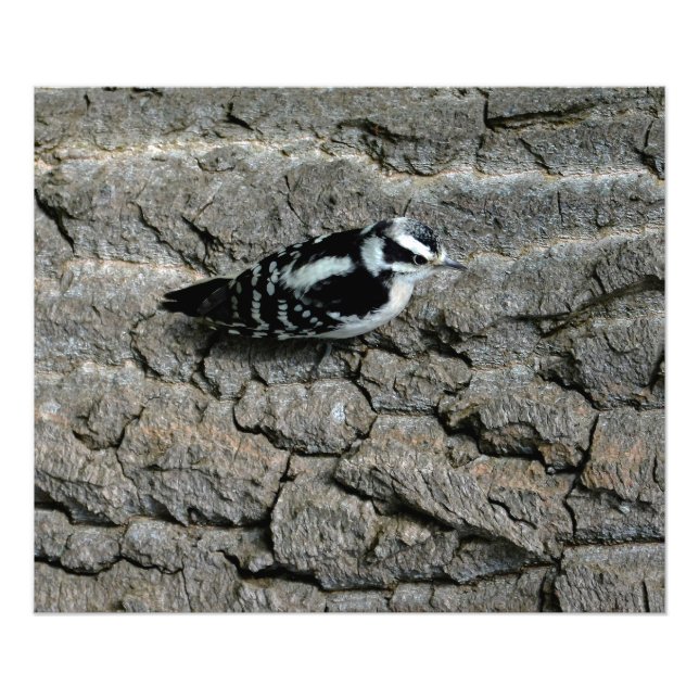 Downy Woodpecker Skriv ut Fototryck (Framsidan)