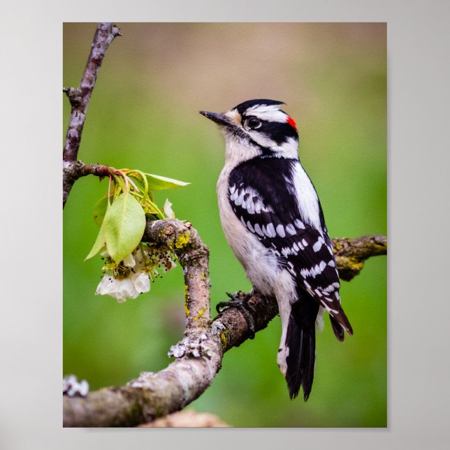 Downy Woodpecker Skriv ut Poster (Framsidan)