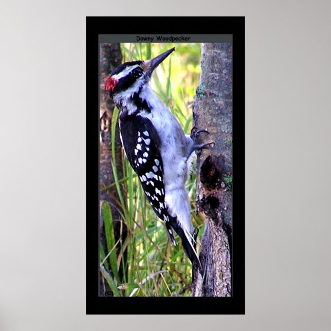 Downy Woodpecker Skriv ut Poster (Framsidan)