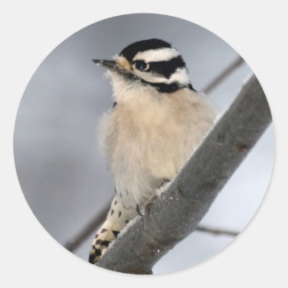 Downy Woodpecker Stickers Runt Klistermärke
