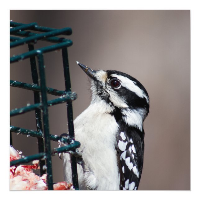 Downy Woodpecker vid Feeder Square Photo Fototryck (Framsidan)