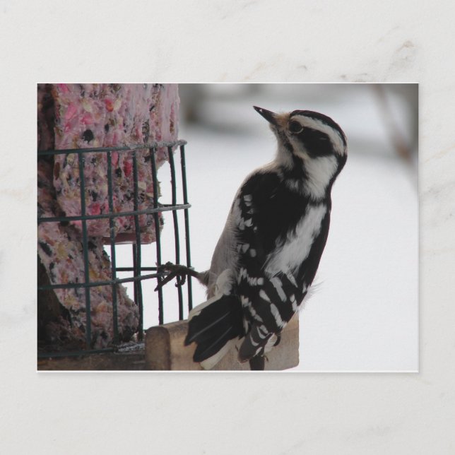 Downy Woodpecker Vykort (Framsida)